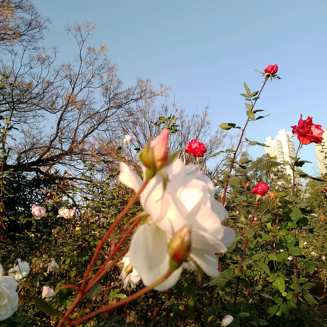 静若幽兰