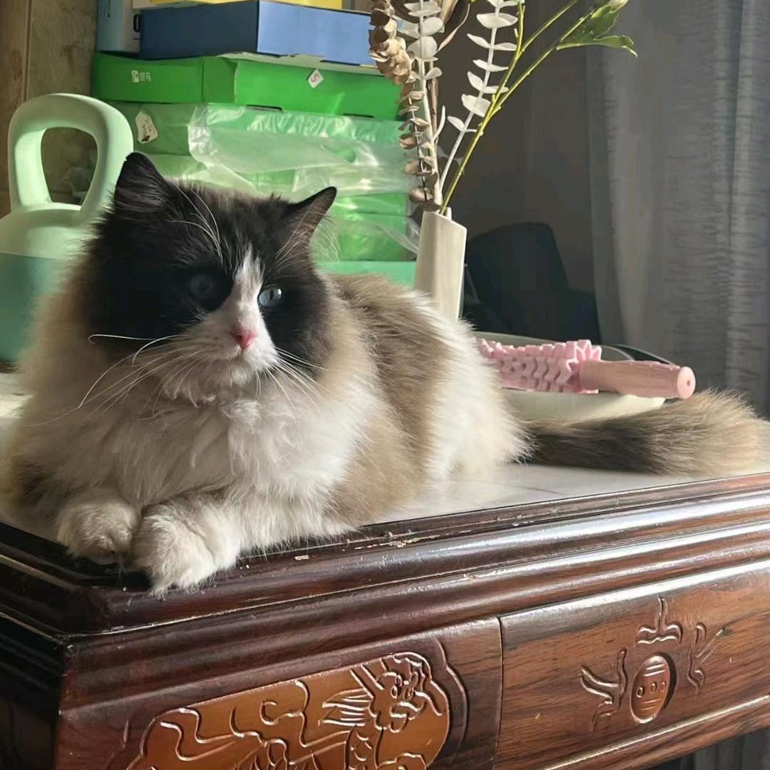 时光予猫.