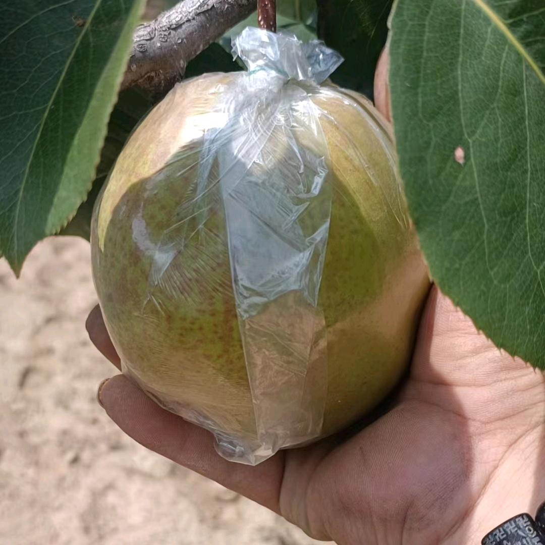 上湖常村玉露香梨（小王）