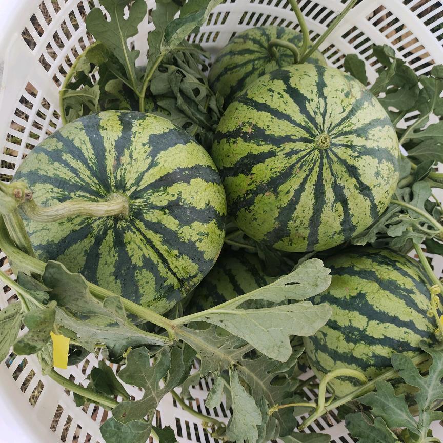 忘不了西瓜园🍉