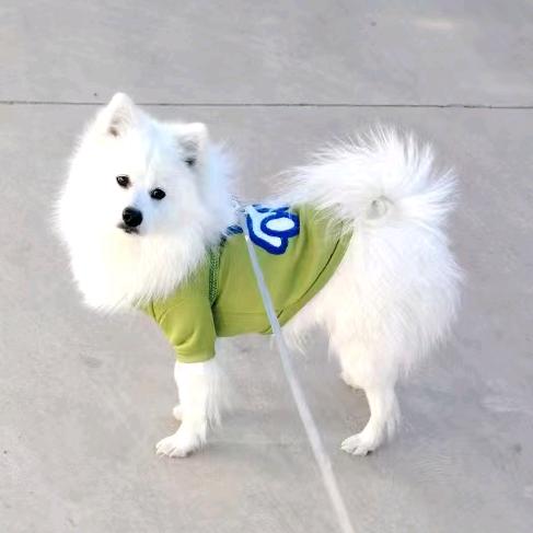 🐶爱咬拖鞋的💋馒头💋