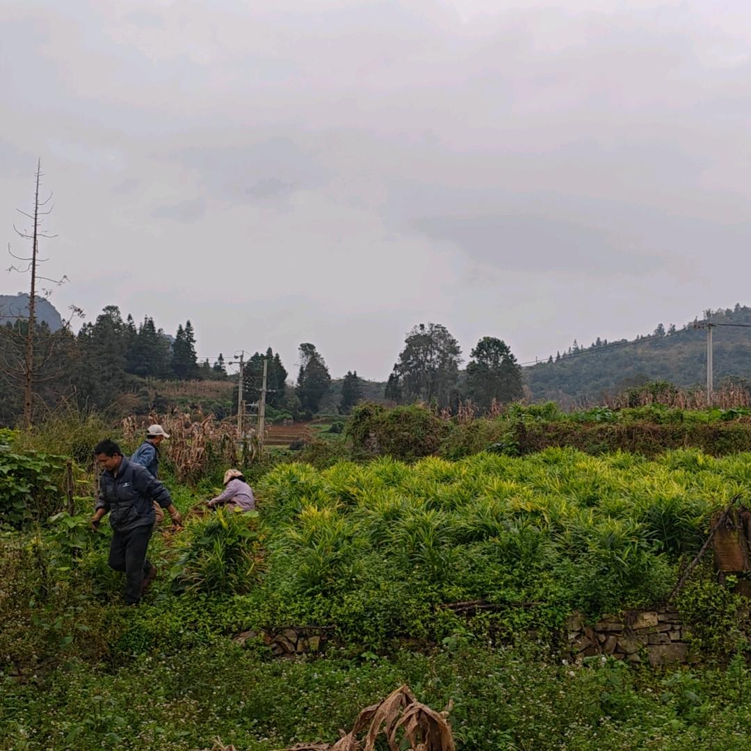 吉吉大山农产品精选小铺