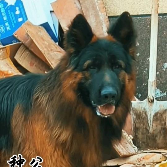 豫东狼犬基地