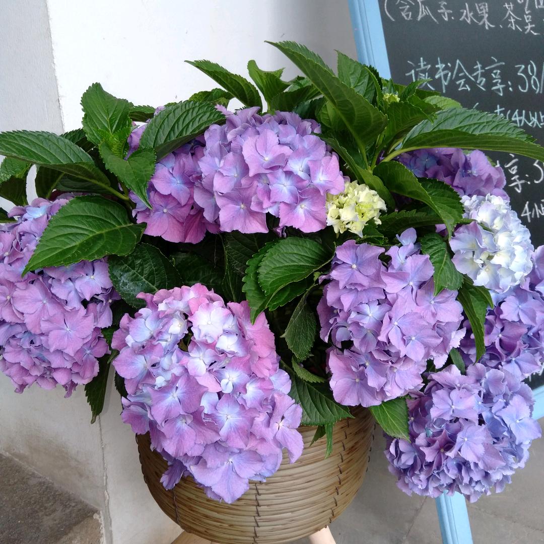 侯芳