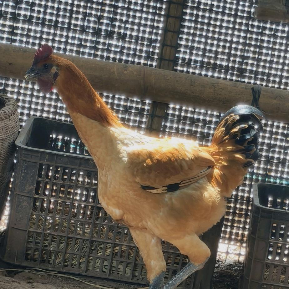 龙马精品高脚土鸡