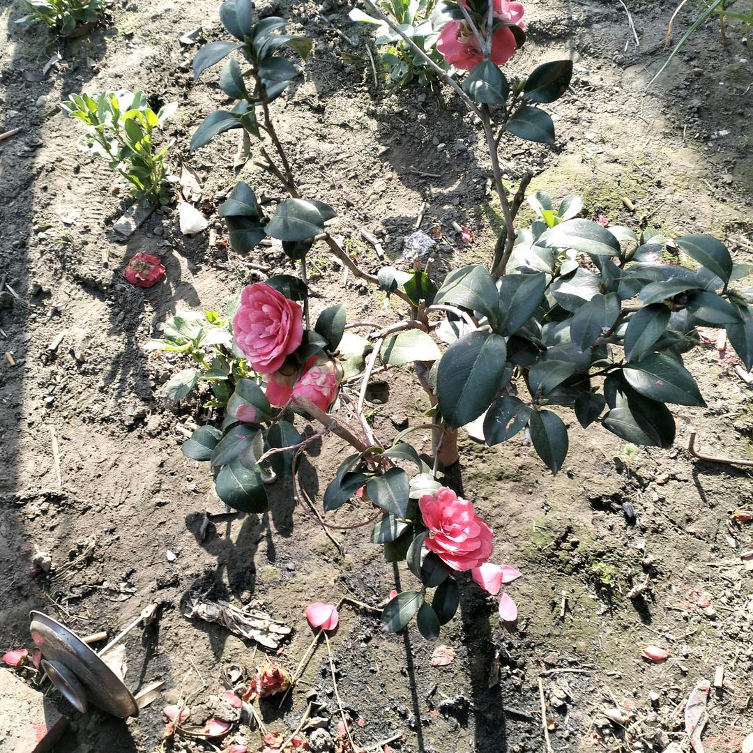 盛开的桃花