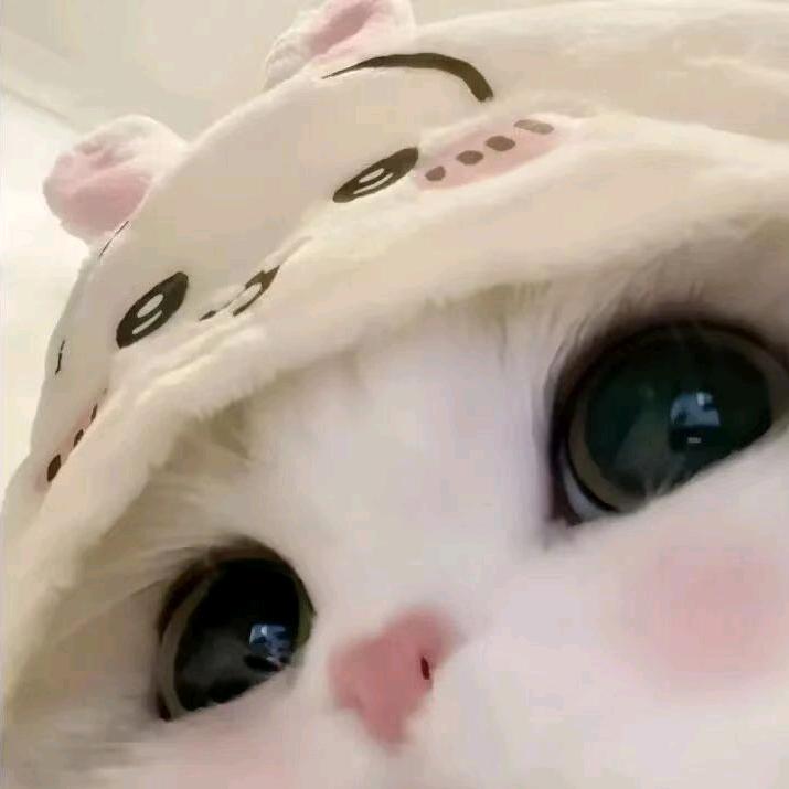 柚猫饼