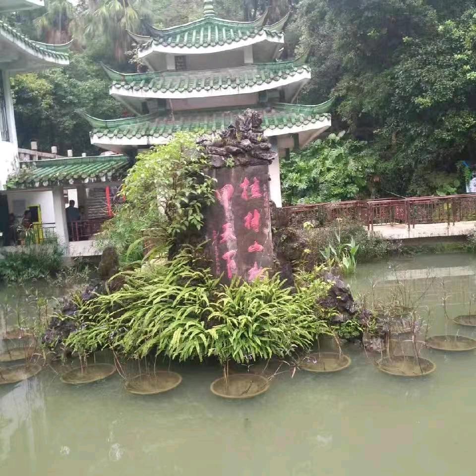 鳳遊龍行