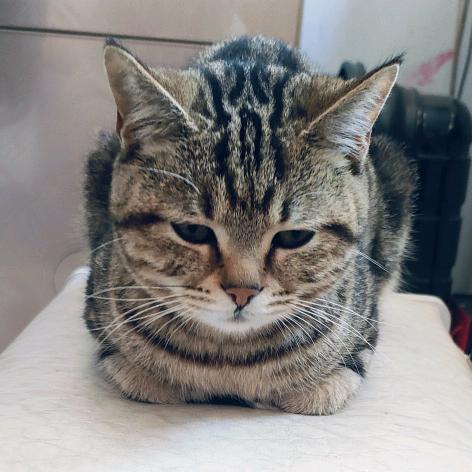 小舞——