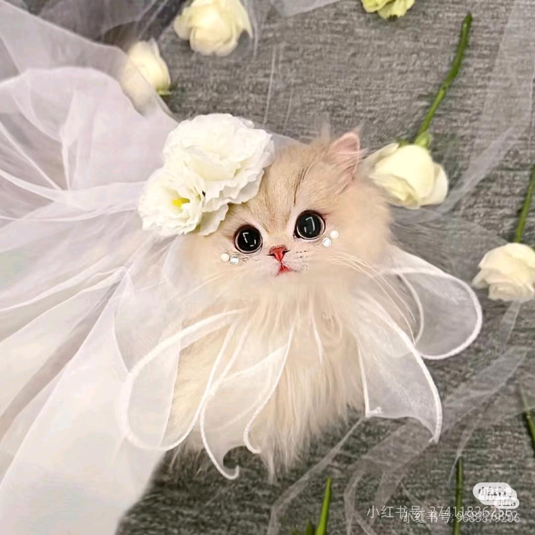 男人、永卟言败