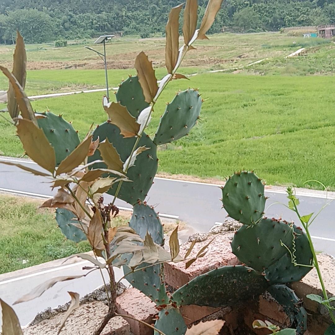 任言静（勤劳的素食者）