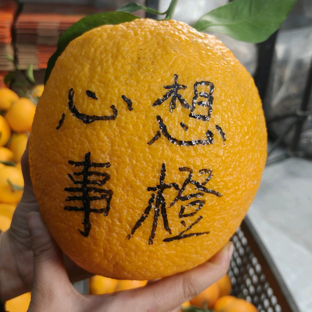 小乔家的果园