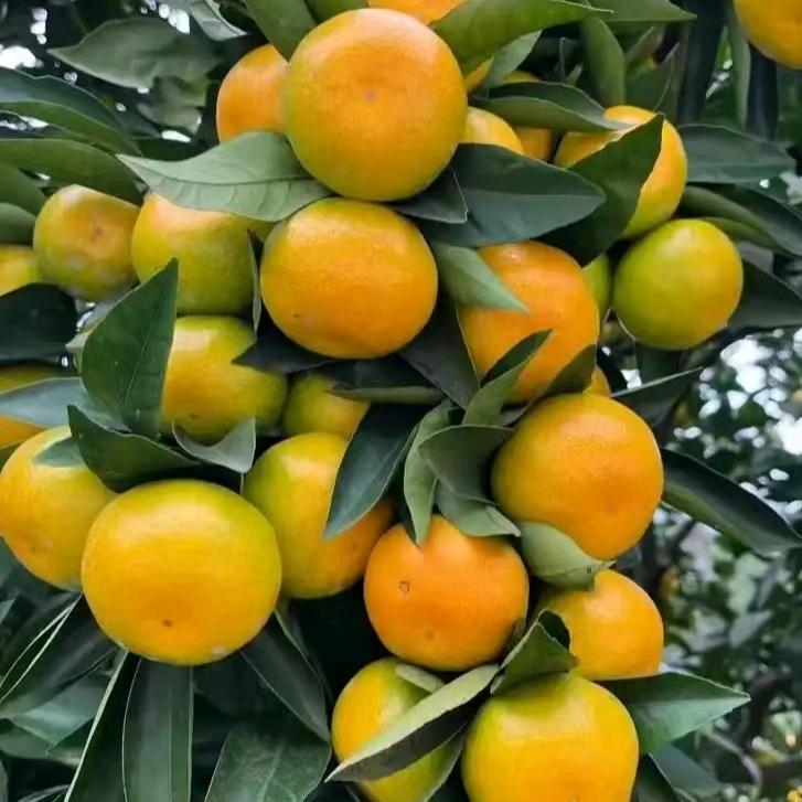 湖南茂兴农业科技有限公司