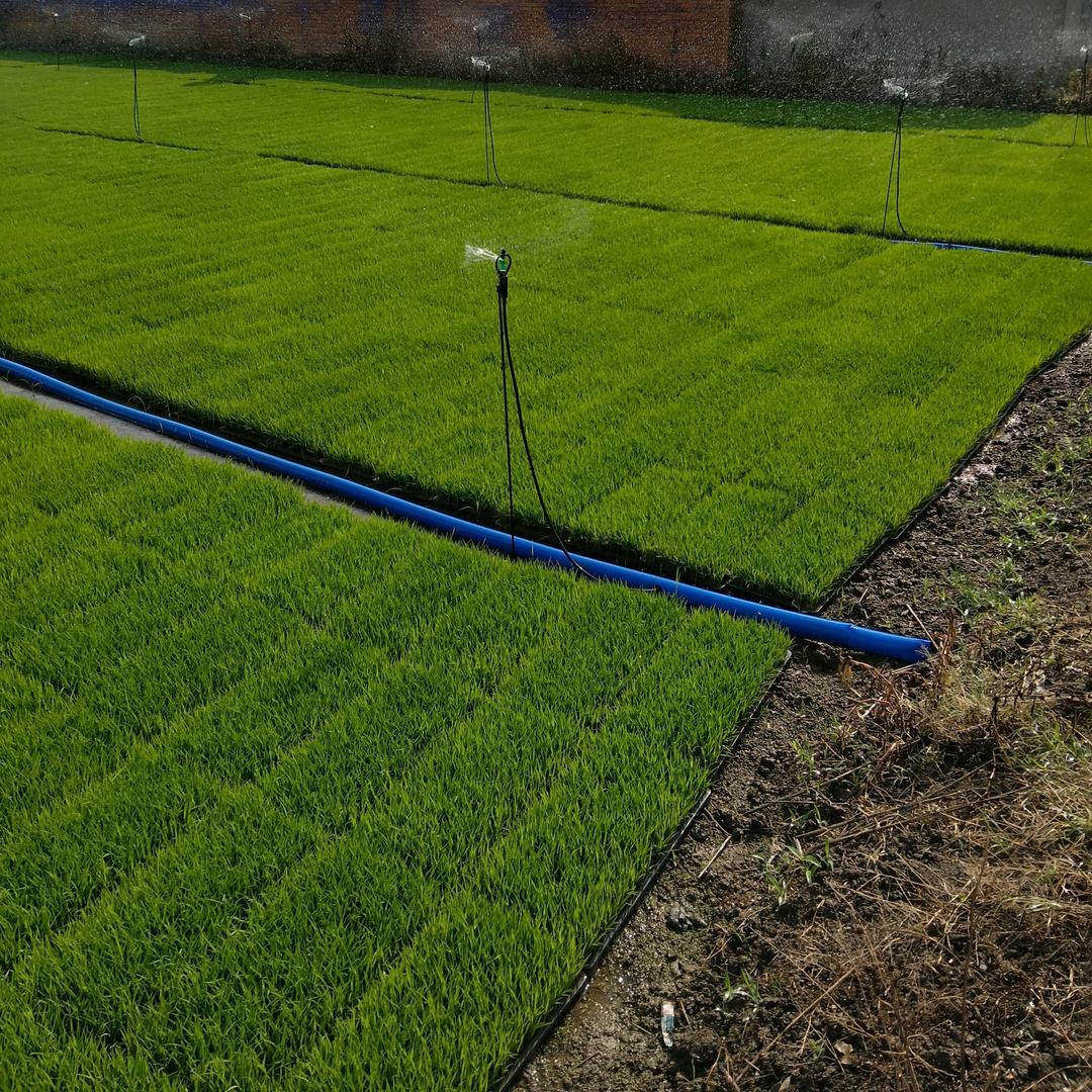 寿县龙阳育秧工厂