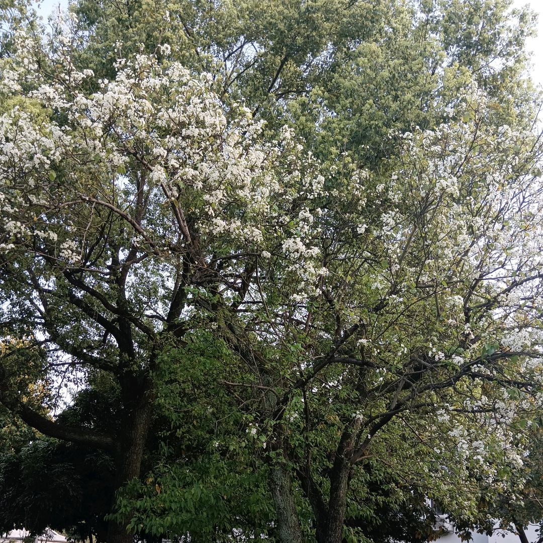 历史的天空