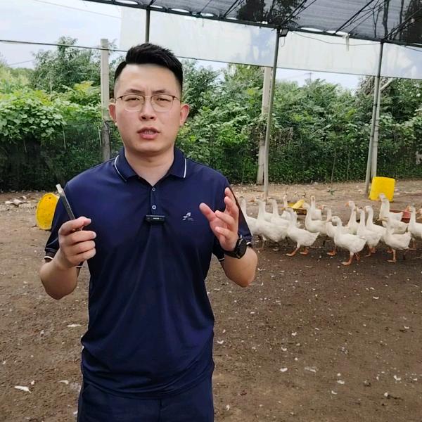 鹅场指导员—张鹅