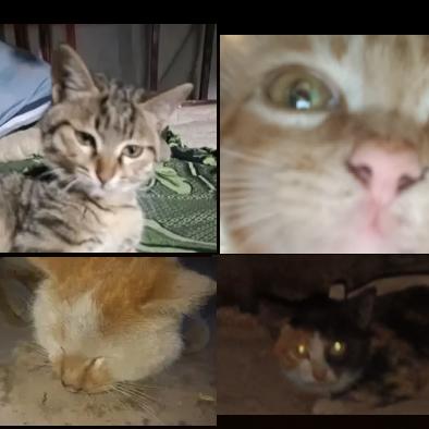 四大天王小猫咪🐱