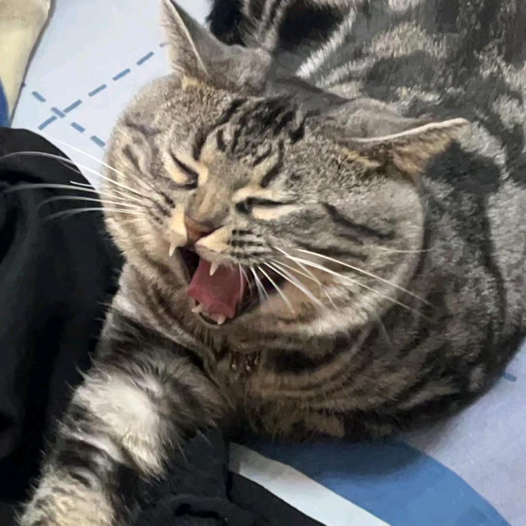 -猫Sir