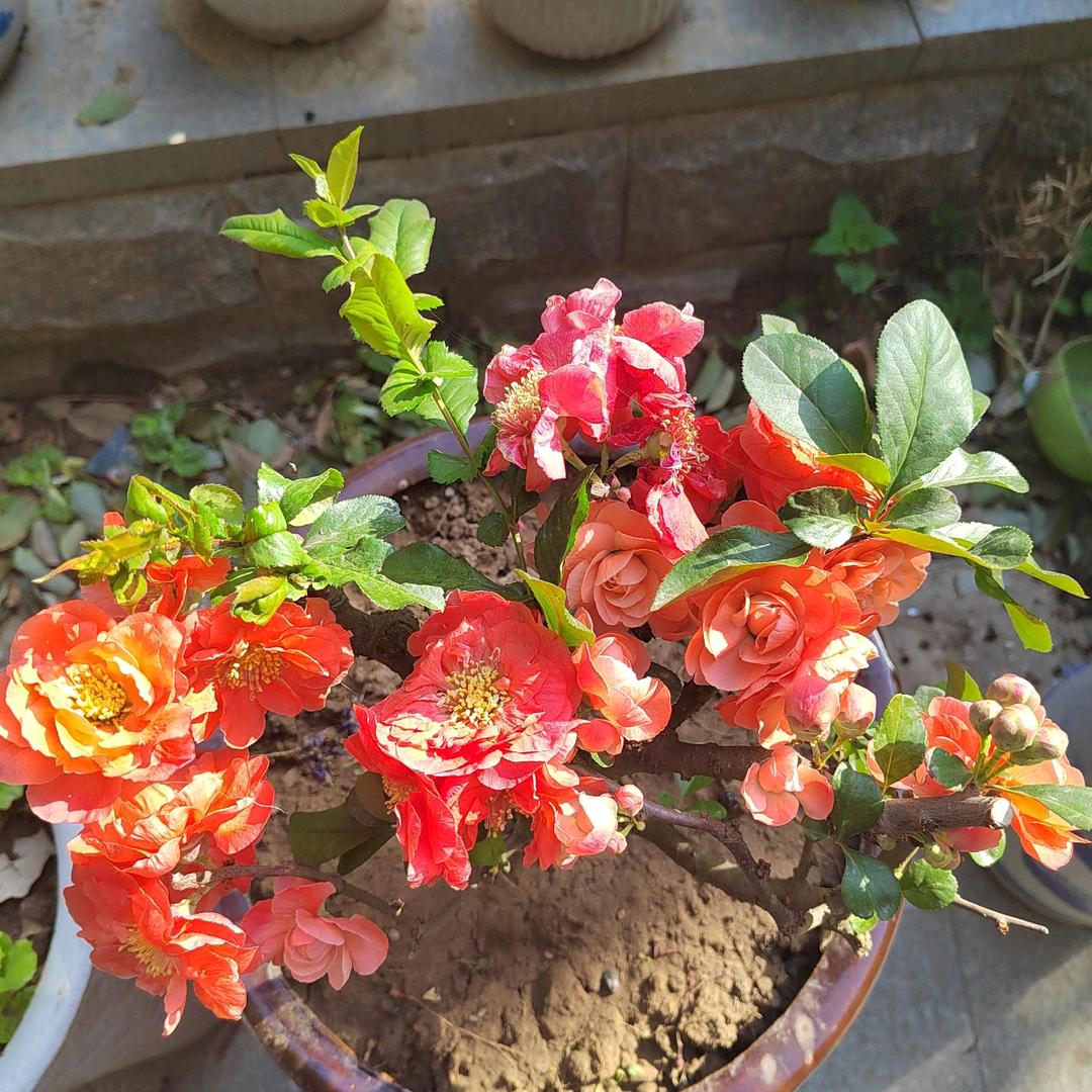 樱花雨梦