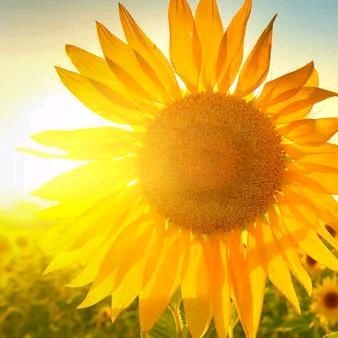 马甲线与沙拉碗