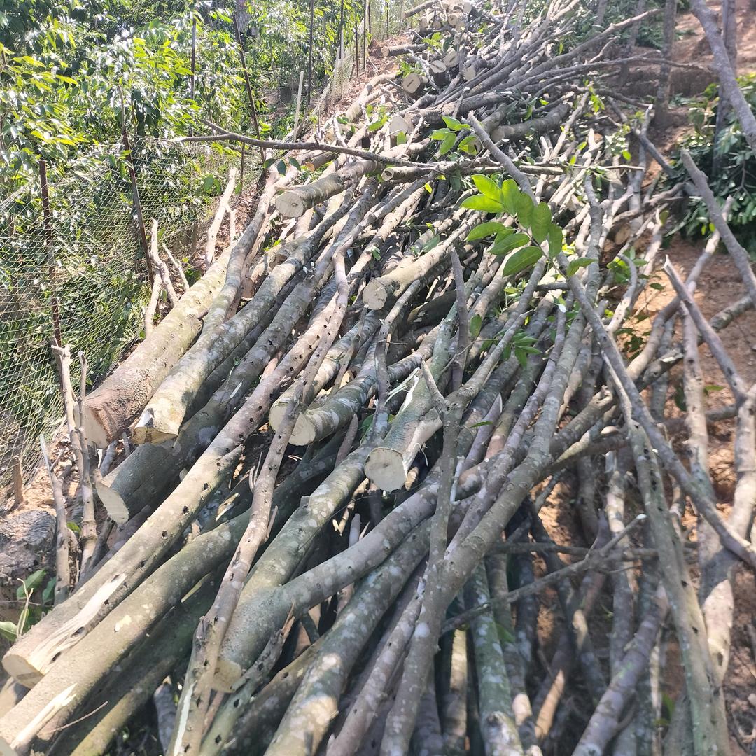 伍绍沉香奇楠