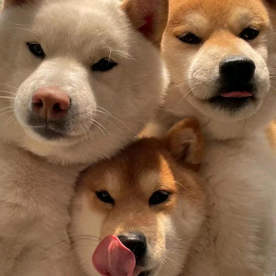 三个打工狗