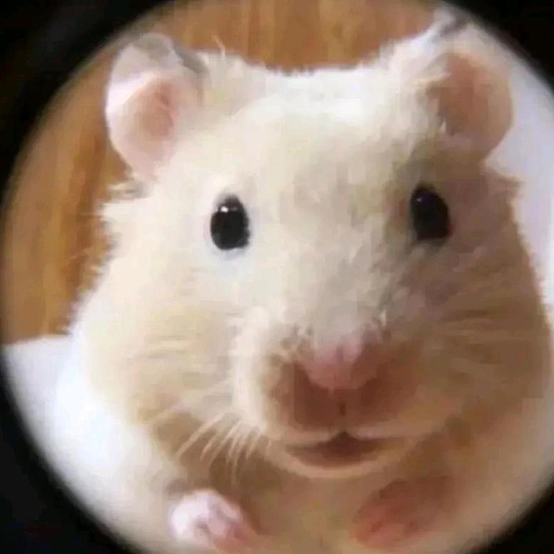 下水道的🐭🐭