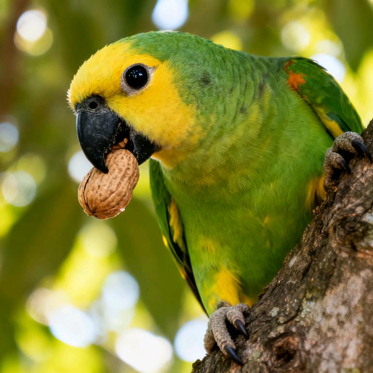 三只蛋 （鹦鹉用品挖掘机）