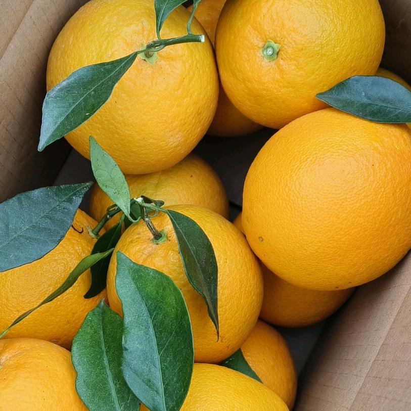 自家果农橙子，冬笋及棕包冬天出售