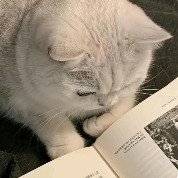 顾零大王
