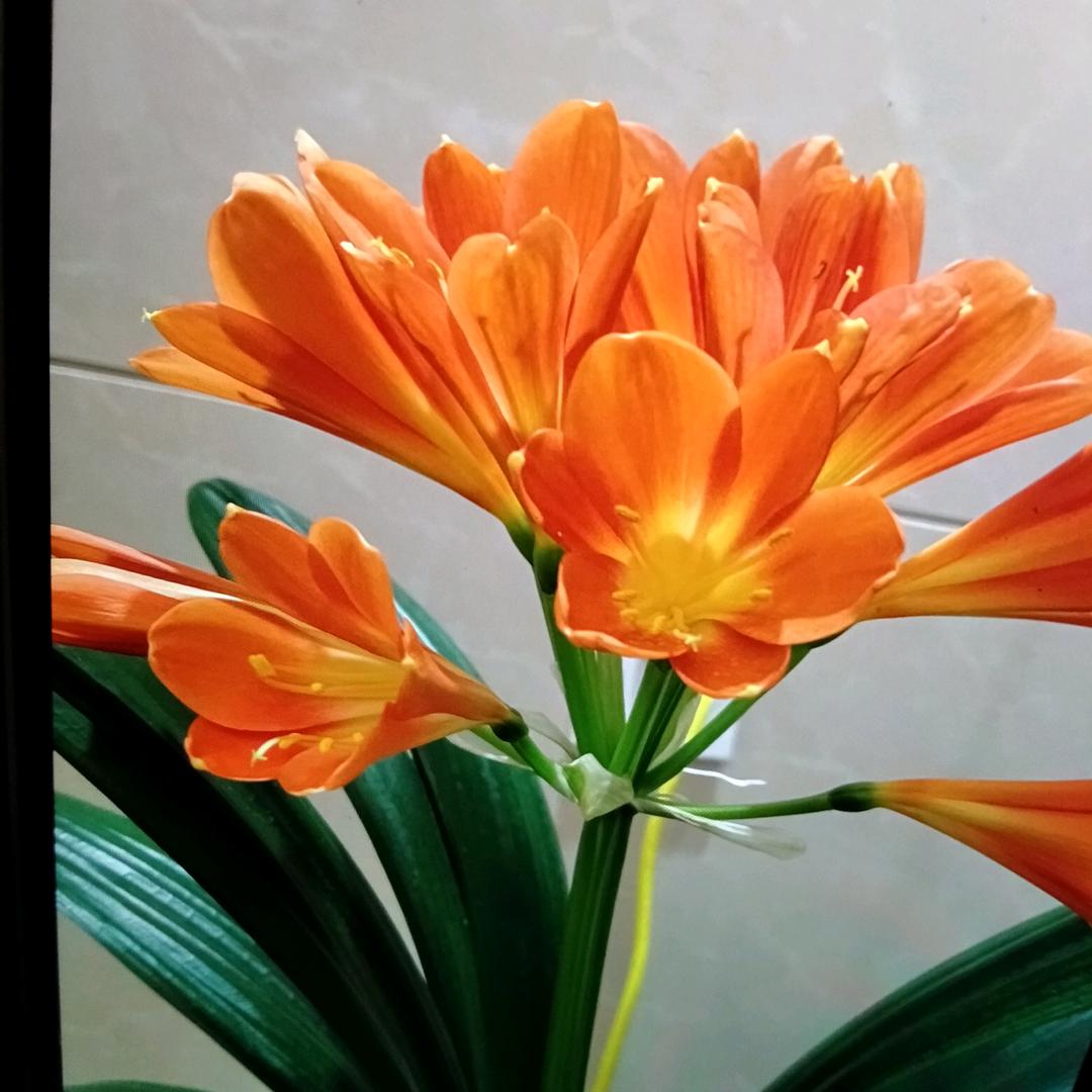 水晶心