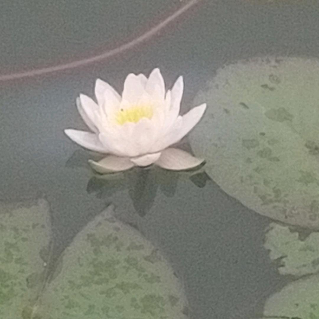 玫瑰