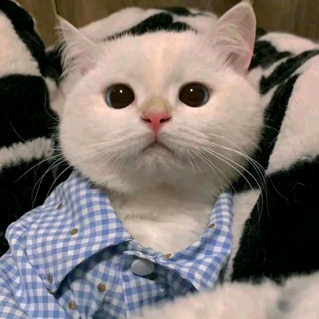 西西"