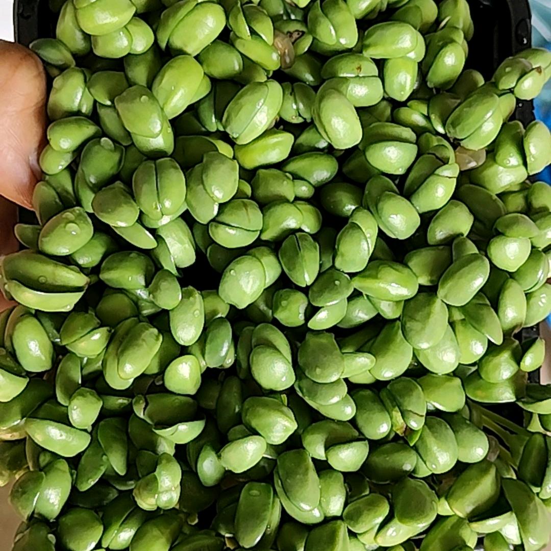 大城帅豆苗厂家