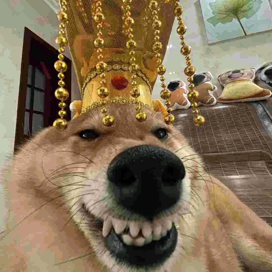 布鲁可-真特(新人)