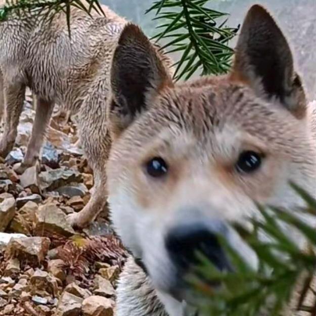 实战田园犬