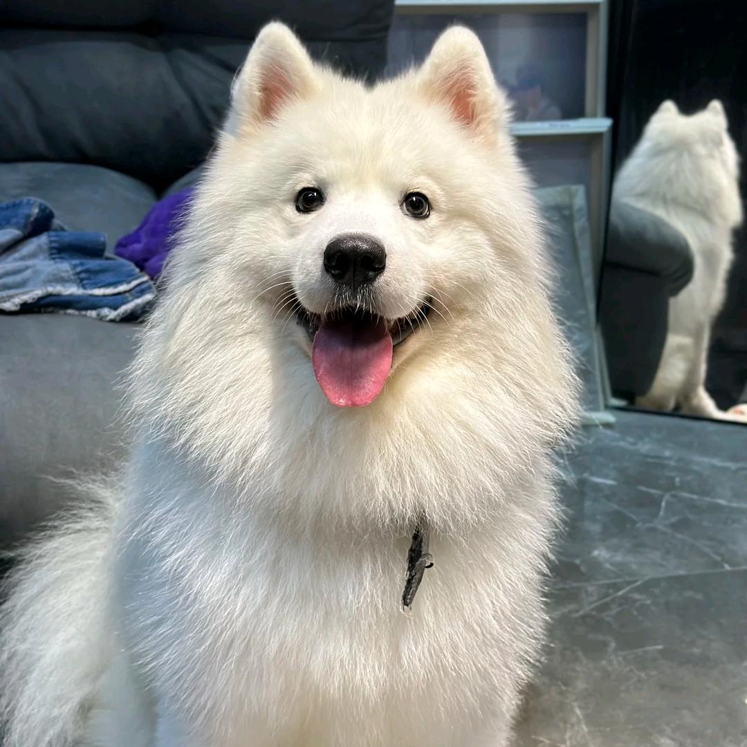小燕聊狗