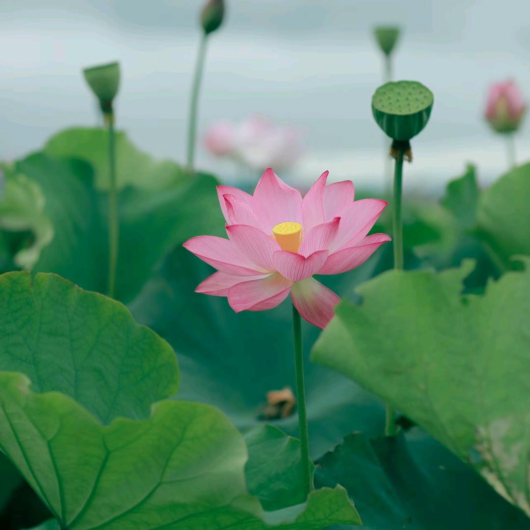 好运莲莲