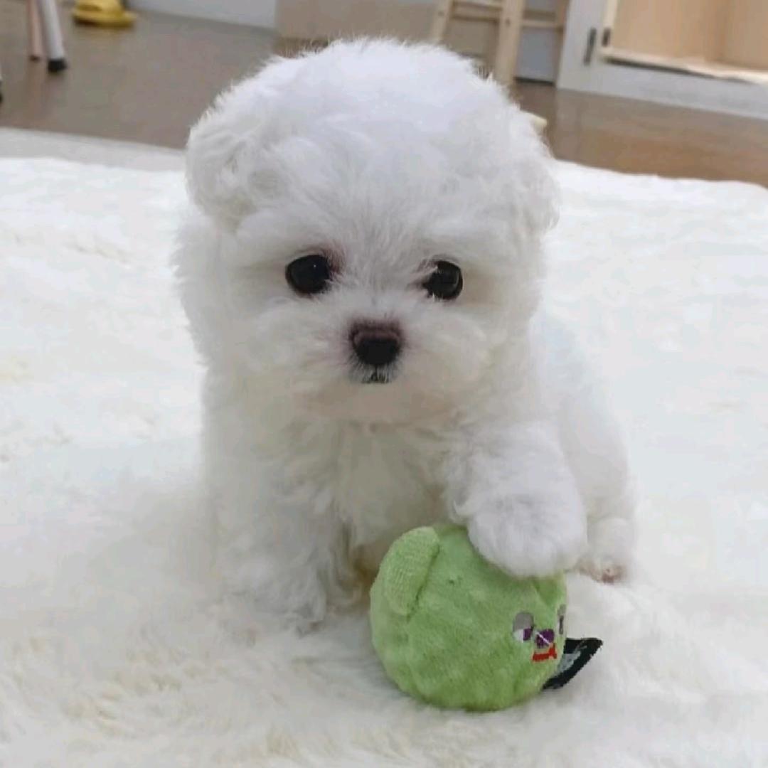 宠之星·掌上汪星社