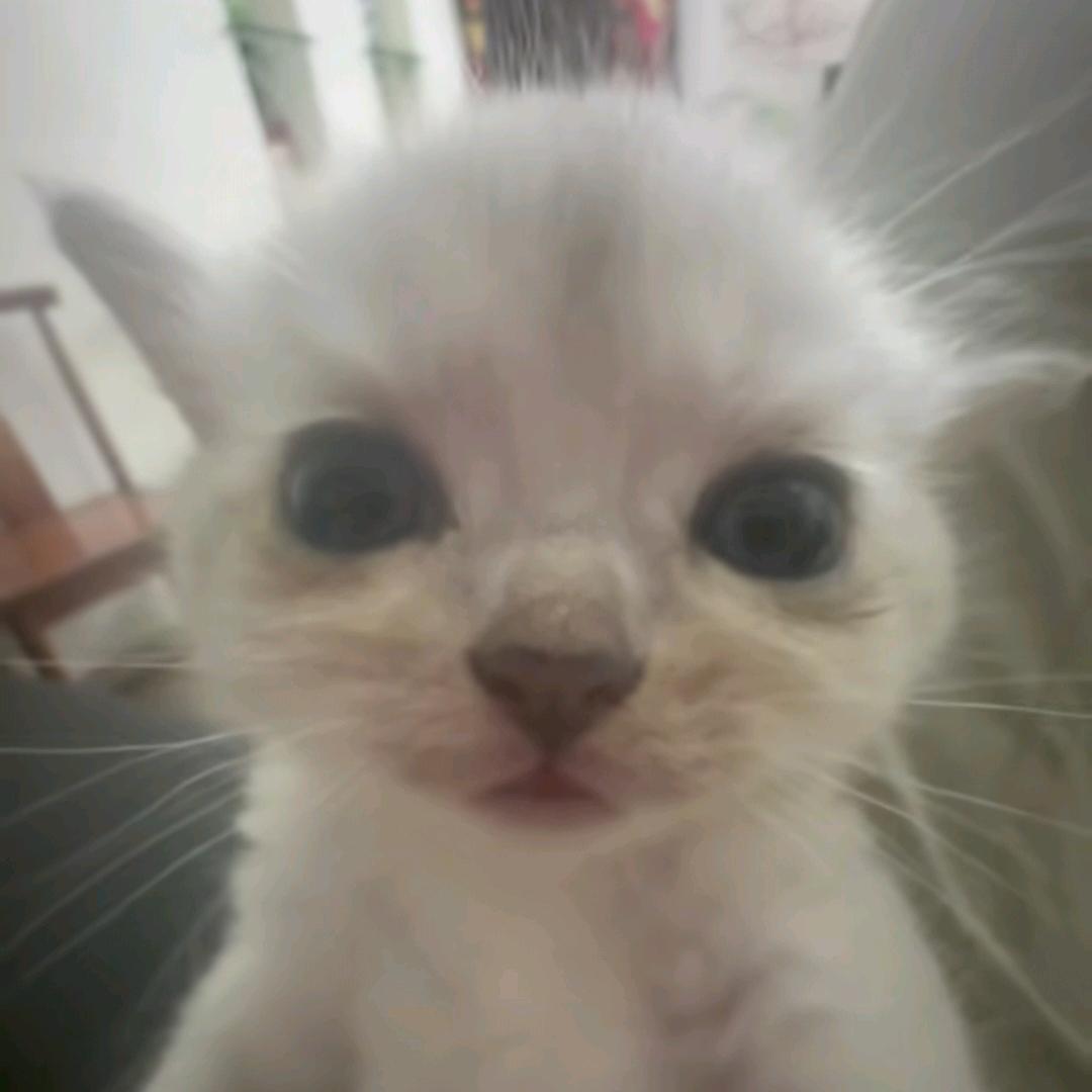 孟起mama