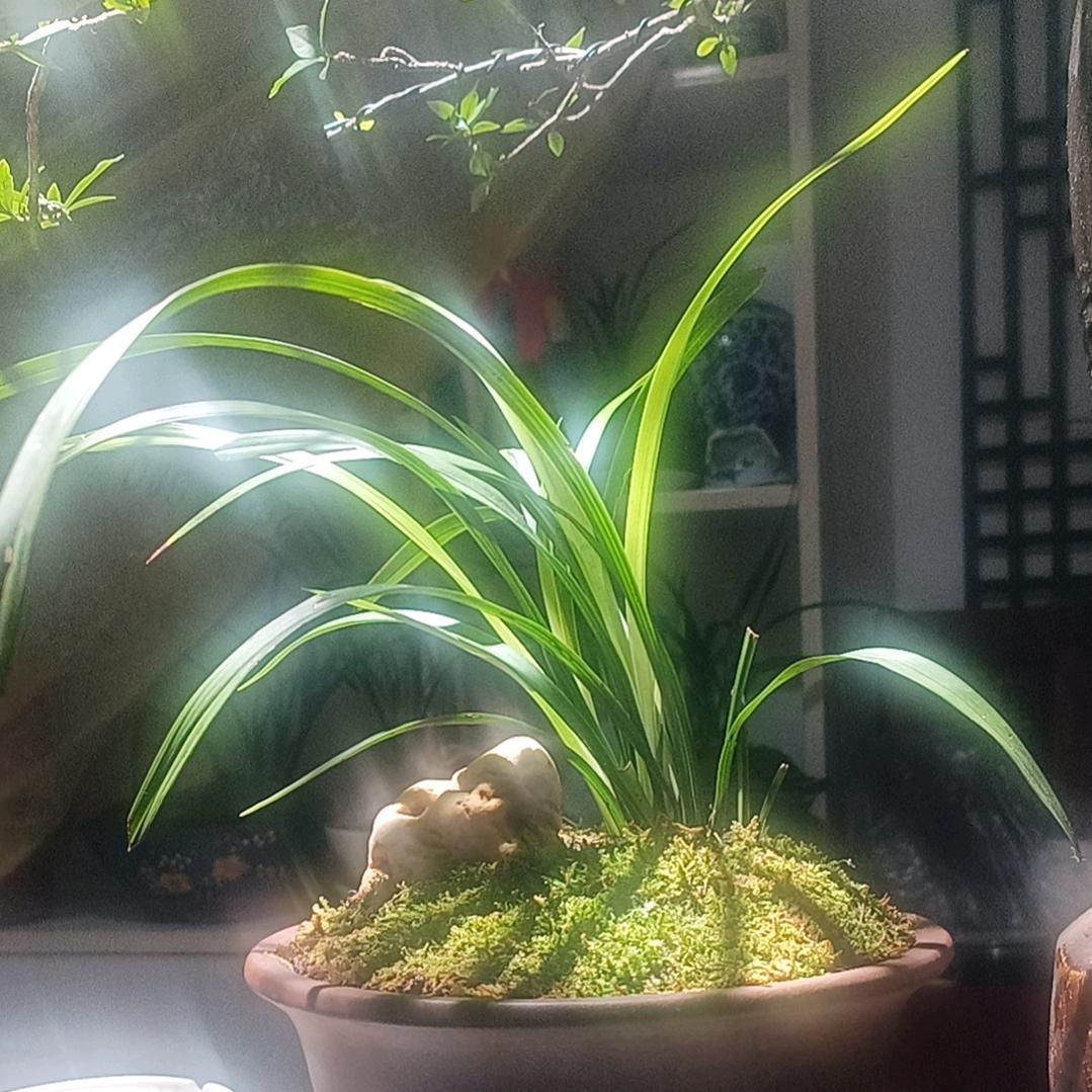 拾兰煮茶