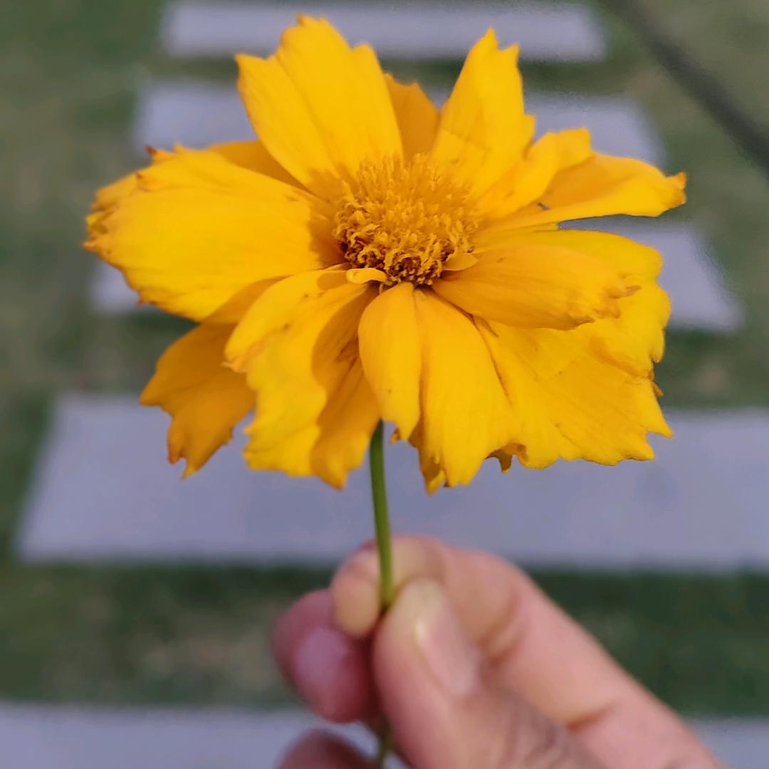 乐乐妈（自建房）