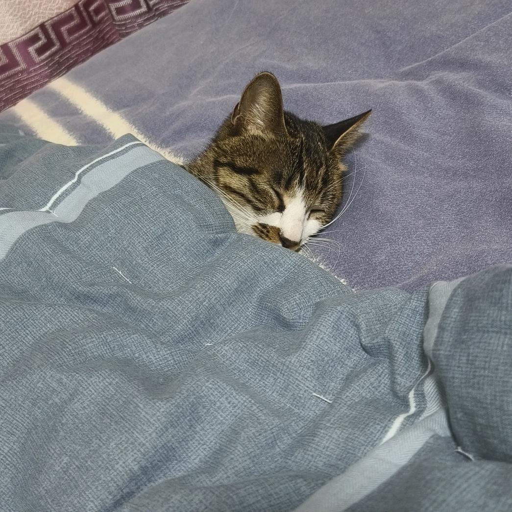 狸花猫不咬人