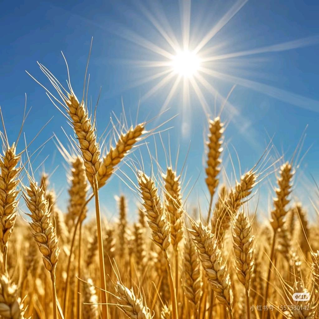 选好货（真实展示）