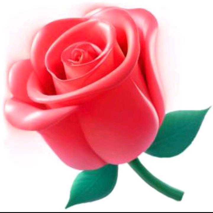 三哥🌹