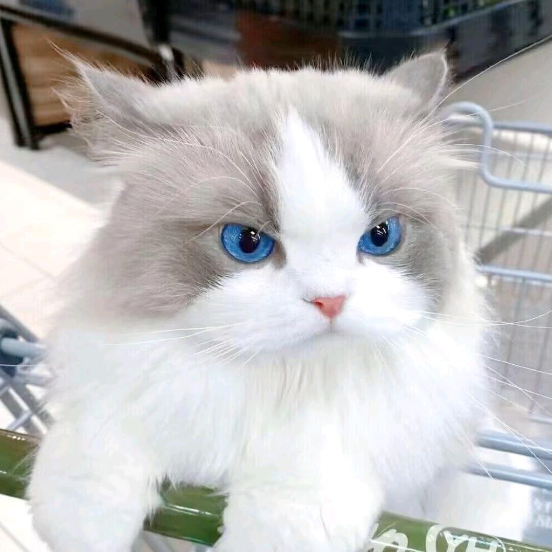 恙苡