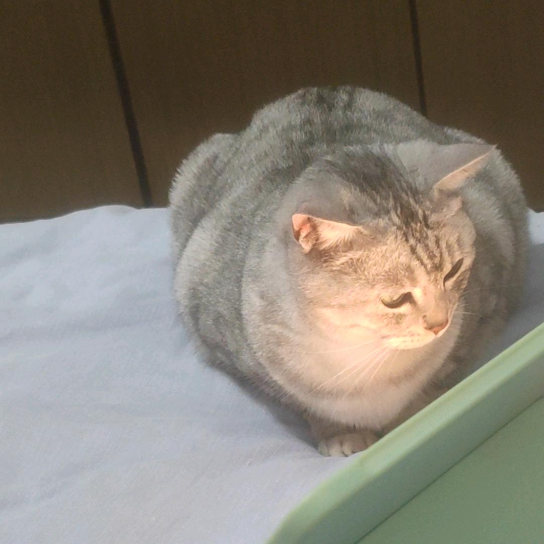 ՞⸝⸝'ᜊ'⸝⸝՞