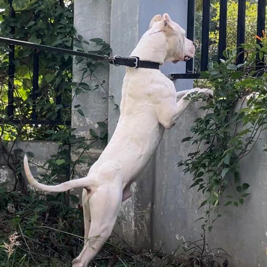 ZD杜高犬.大B