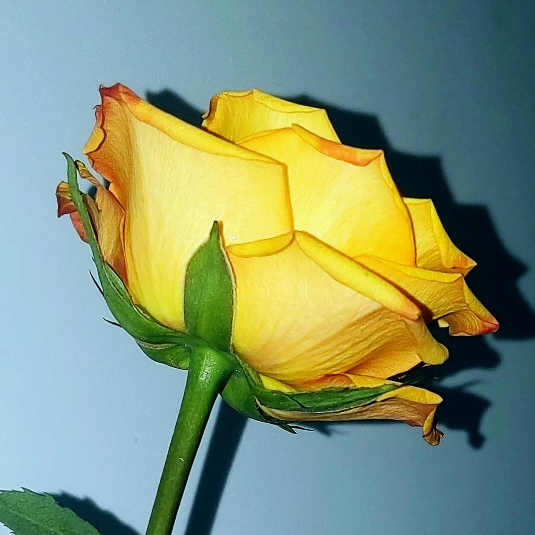清时明月