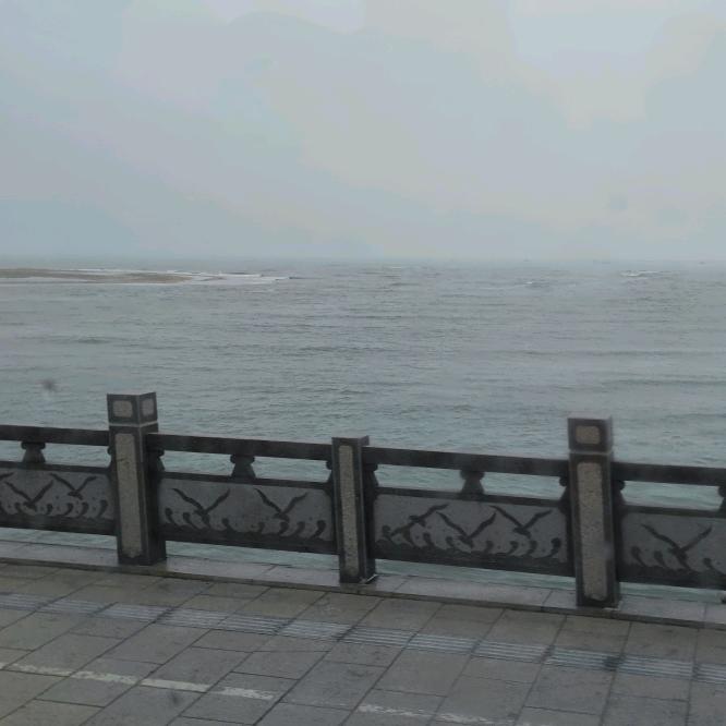 树梢轻啼的杜鹃